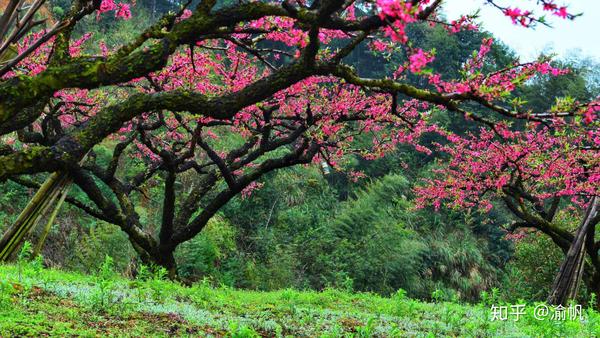 广东省的桃花盛景，春意盎然，美不胜收