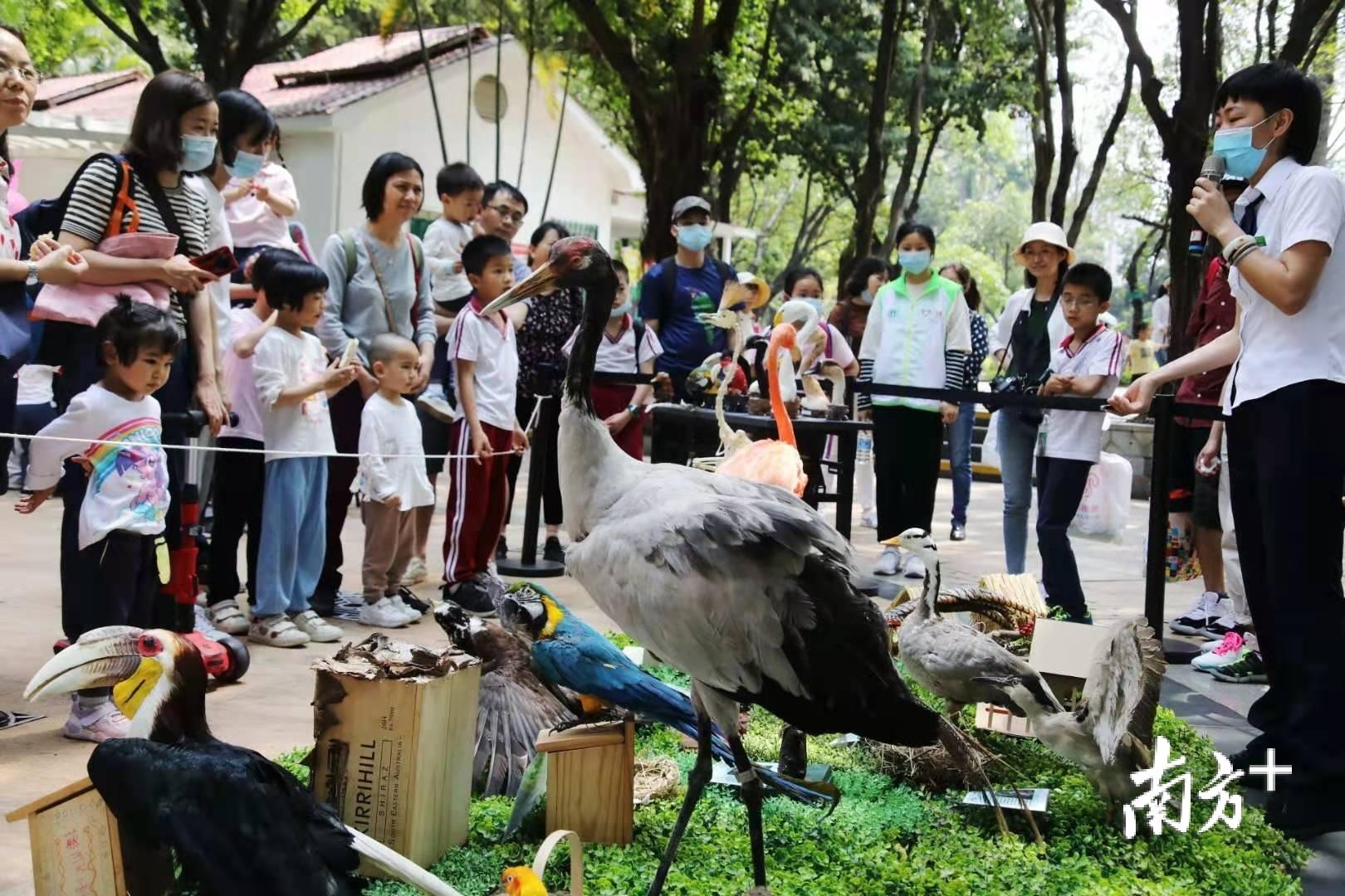 广东省大型动物园，自然探索的精彩之旅