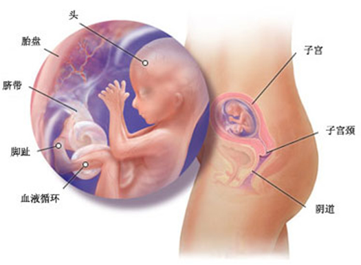 五个月的胎儿图，揭示胎儿成长奥秘