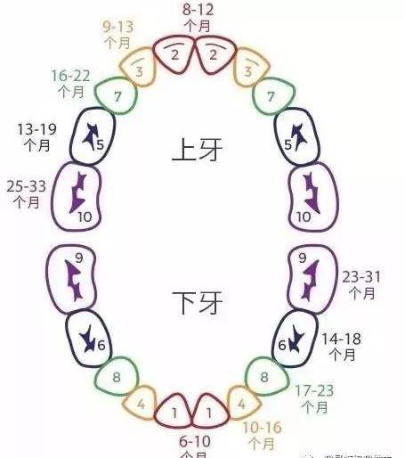 宝宝四个月长牙好吗？关于婴儿早期牙齿生长的分析